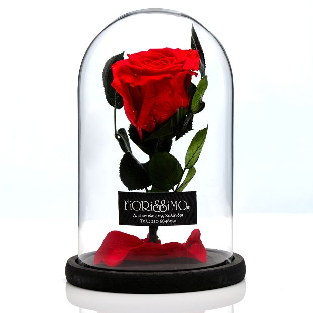 Beauty & the Beast- Small-Red