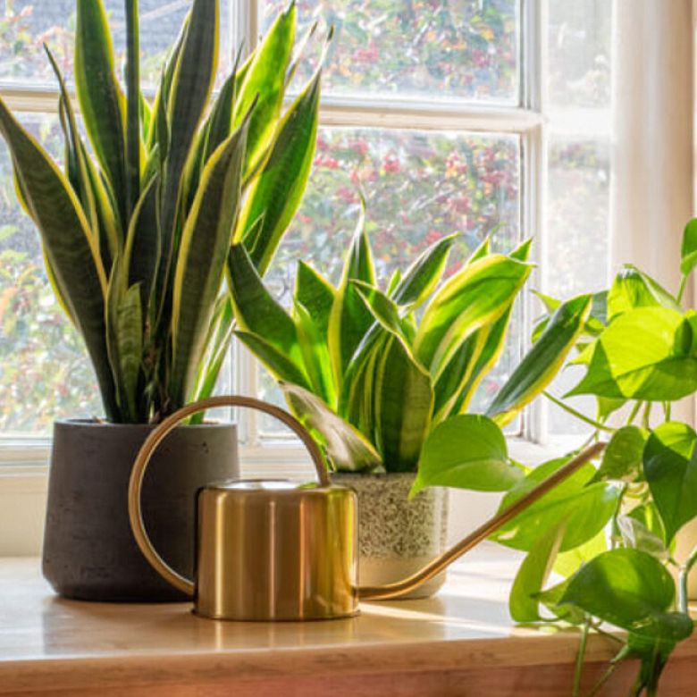14 Λόγοι να βάλετε φυτά στη ζωή σας