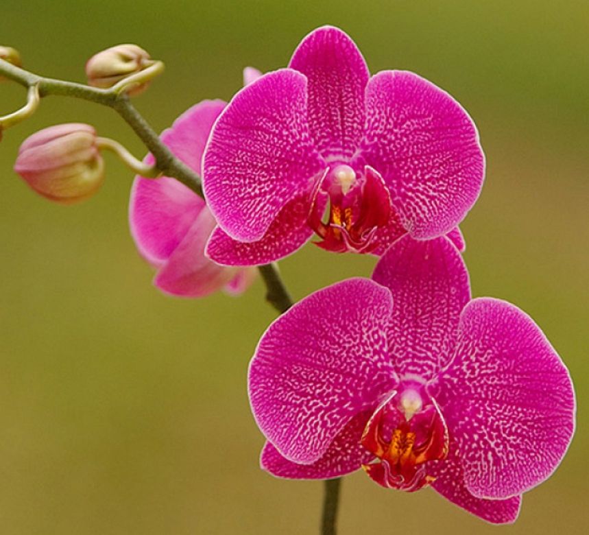 Orchid maintenance
